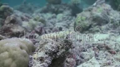 马尔代夫<strong>海底</strong>清澈<strong>海底</strong>背景上独特的美丽鱼类。